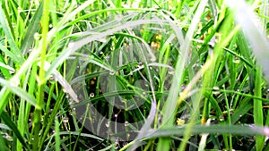 Cynodon dactylon dubh bermuda grass photo
